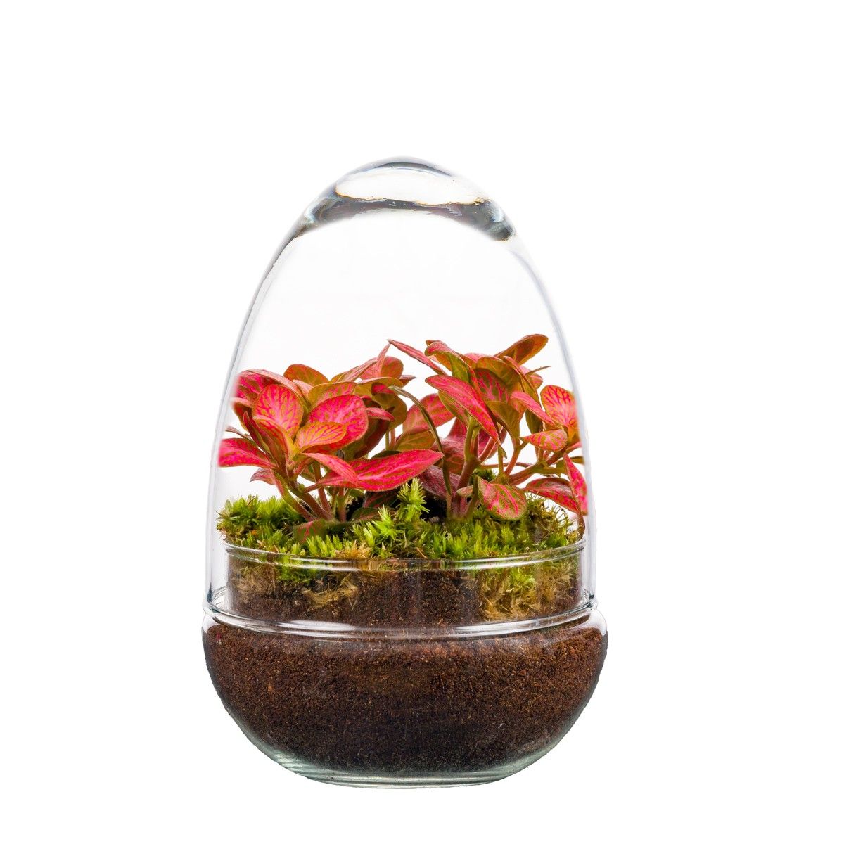Terrarium „Green Glass“ – Deko-Arrangement mit Mini-Pflanzen im Glas