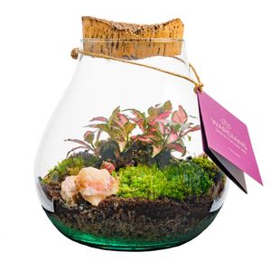 Terrarium „Green Glass“ – Deko-Arrangement mit Mini-Pflanzen im Glas