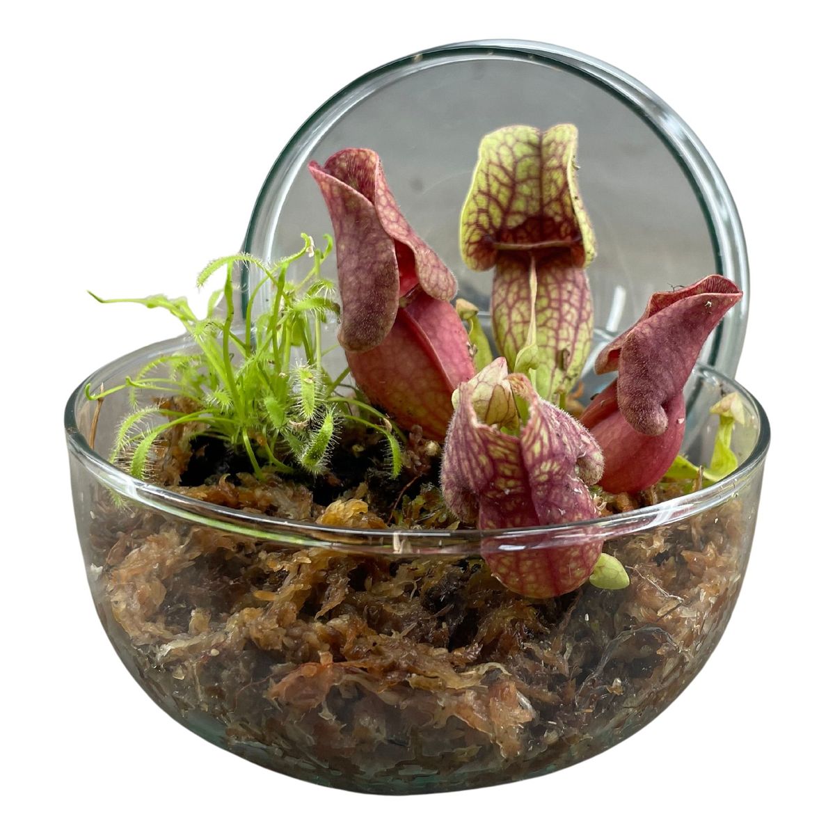 Terrarium „Green Glass“ – Deko-Arrangement mit Mini-Pflanzen im Glas