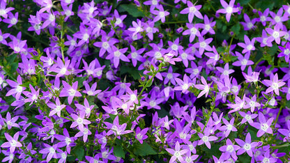 Bienen- & Schmetterlingsparadies