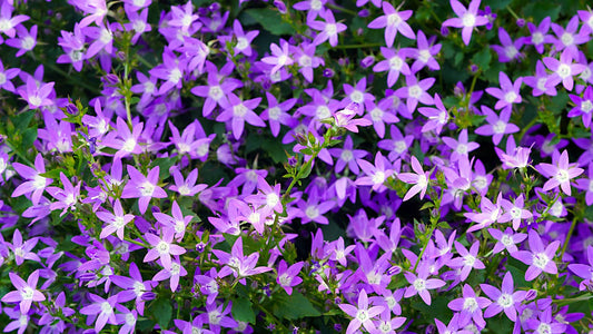 Pastellzauber – das romantische Staudenbeet