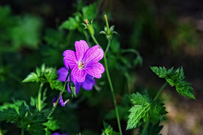 Bienen- & Schmetterlingsparadies