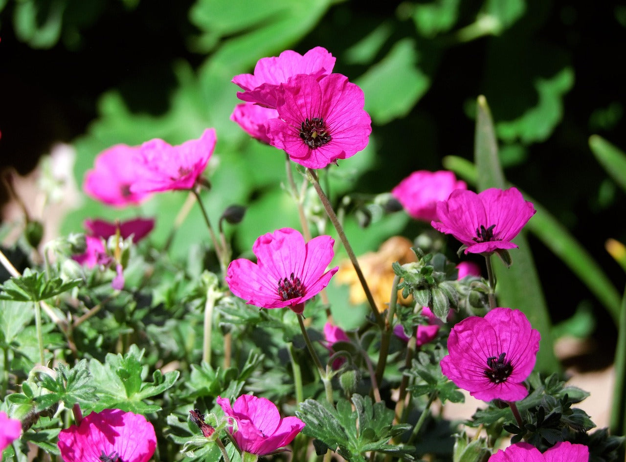 Bienen- & Schmetterlingsparadies