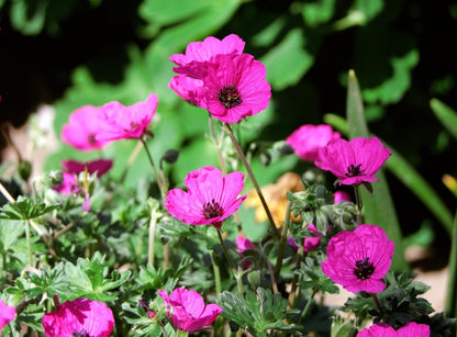 Bienen- & Schmetterlingsparadies