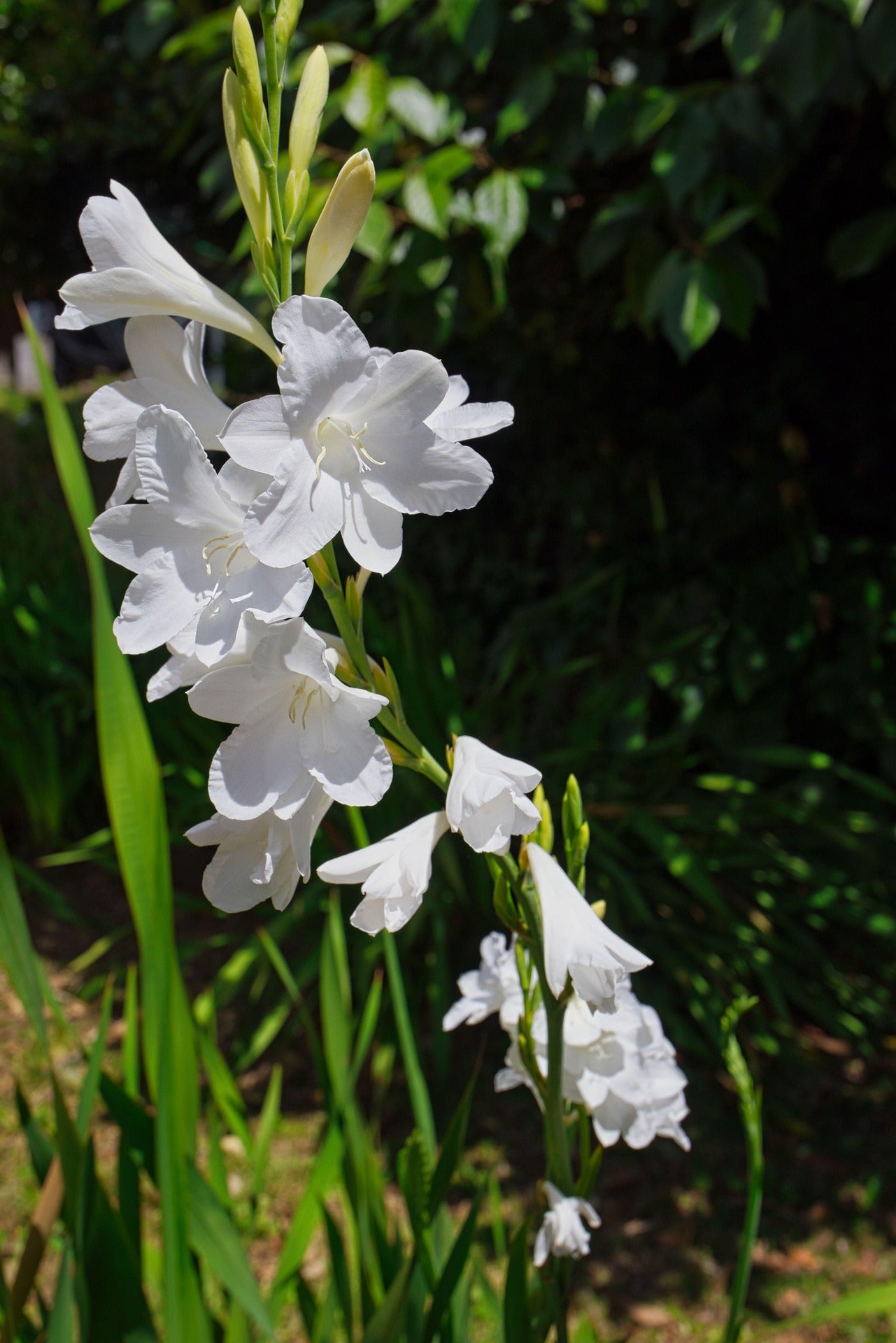 Immergrün & Pflegeleicht – Staudenpaket für pflegeleichte Gärten
