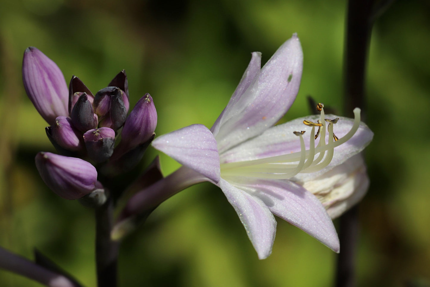Immergrün & Pflegeleicht – Staudenpaket für pflegeleichte Gärten