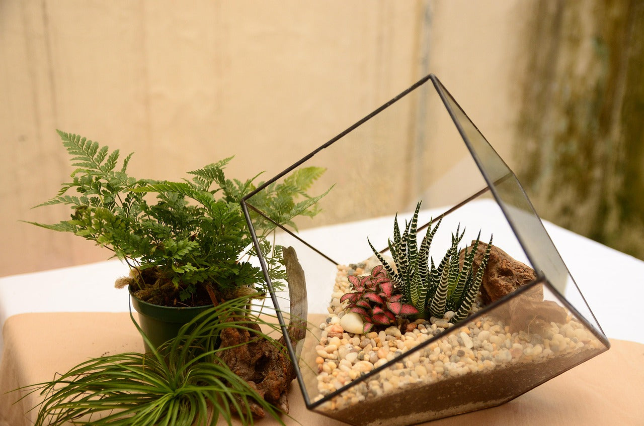 Terrarium „Green Glass“ – Deko-Arrangement mit Mini-Pflanzen im Glas